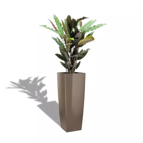 Calathea rufibarba w szaro-brązowej donicy CUBICO ALTO